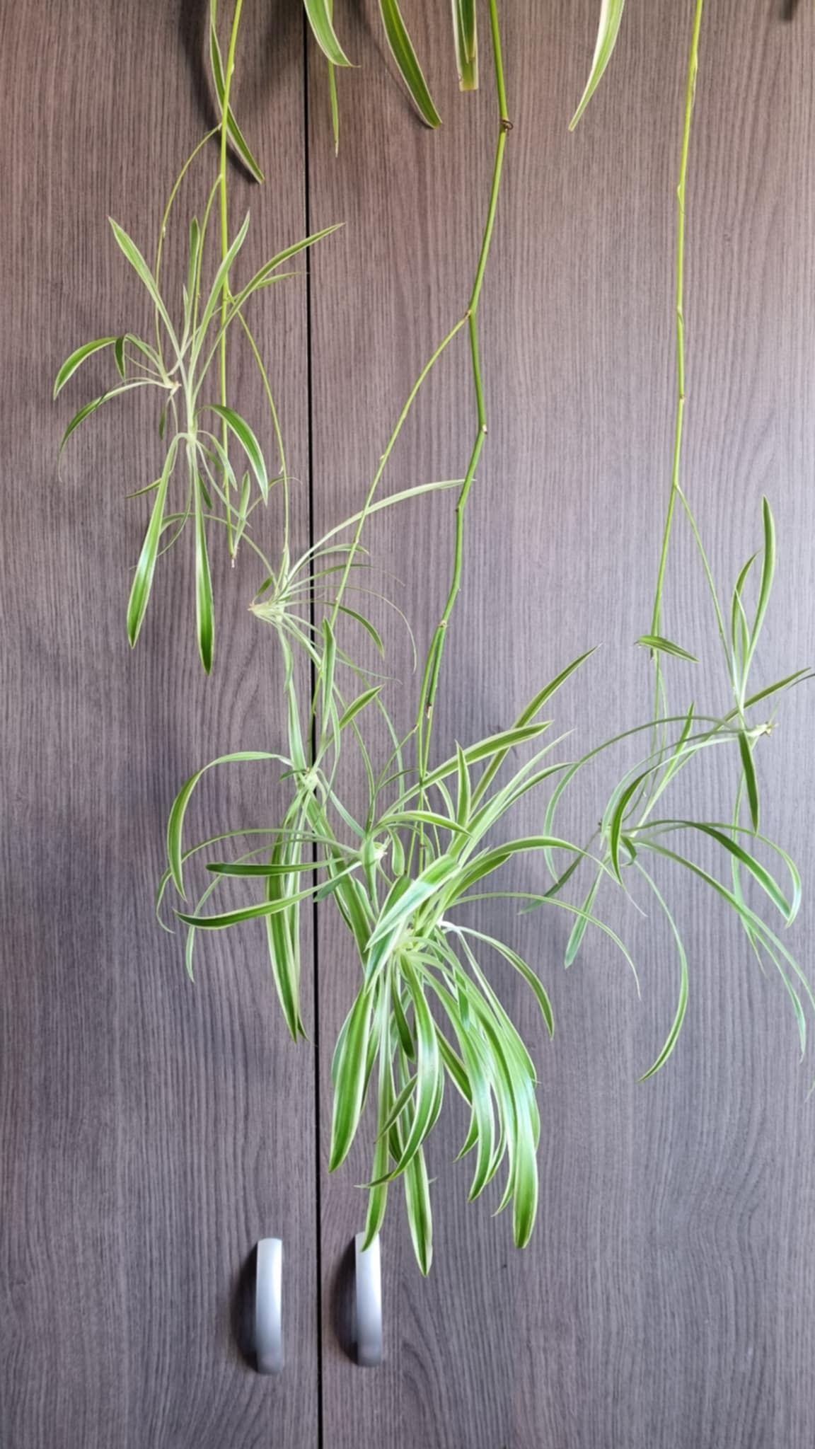 Spider Plant